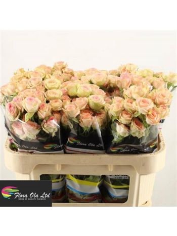 R TR AZORE 70CM
