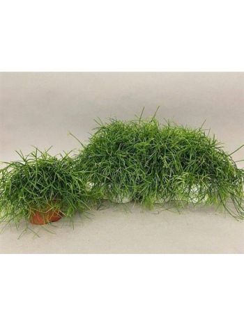 RHIPSALIS CASSUTHA