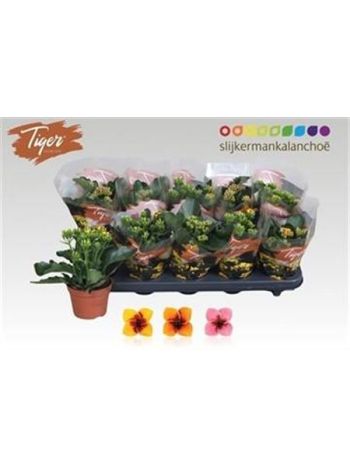 KAL EN TIGER GEM
