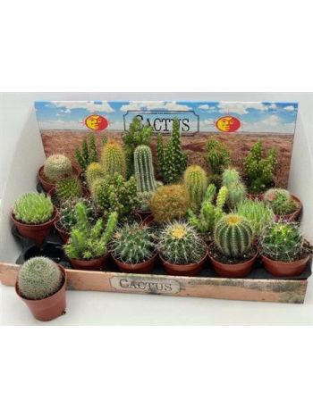 CACTUS GEM *24 DOBOZOS