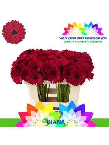 GE MI DIANA