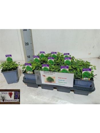 MIMOSA PUDICA