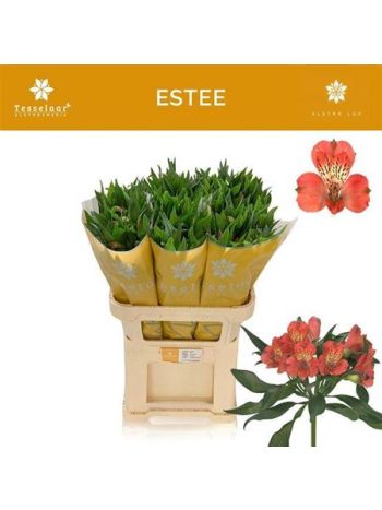 ALSTR ESTEE