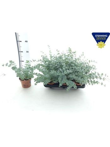 SEDUM SIEBOLDII
