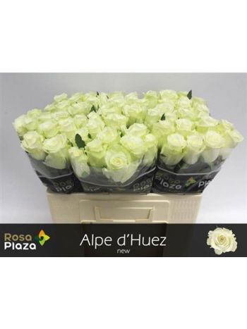 R GR5  F. ALPE DHUEZ