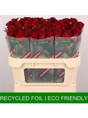 R GR EVER RED 70CM