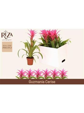 GUZM SUERTE CERISE