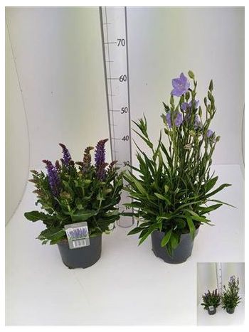 KERTI MIX CAMPANULA SALVIA