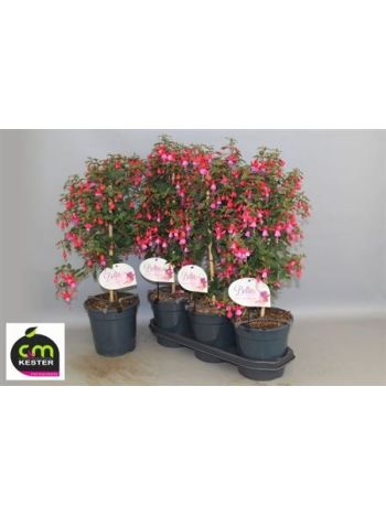 FUCHSIA TÖRZSES