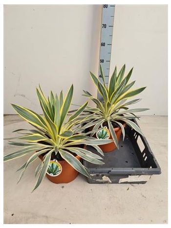 YUCCA GLOR VARIEGATA