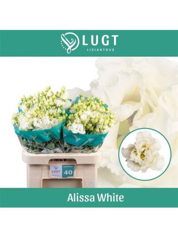 EUS G ALISSA WHITE
