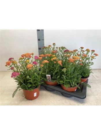 ACHI MILLEFOLIUM