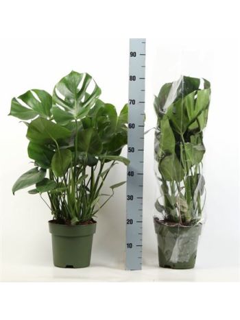 MONSTERA DELICIOSA