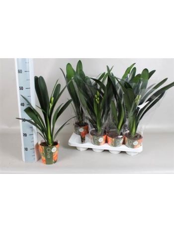 CLIVIA MI