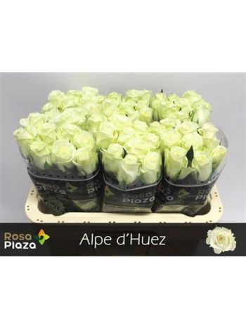 R GR ALPE DHUEZ 60CM