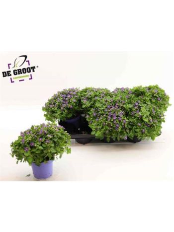 EXACUM BLUE STAR