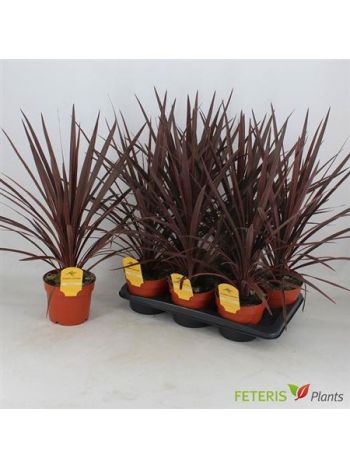 CORD AUS RED STAR