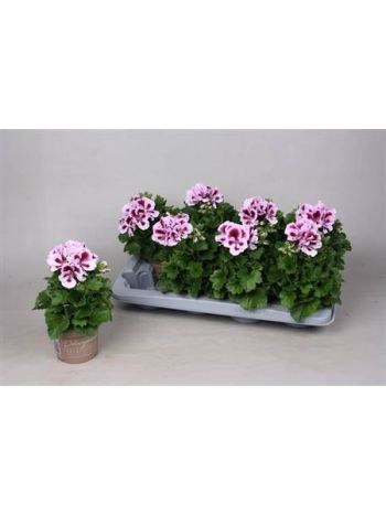 PEL GR PINK BORDÓ