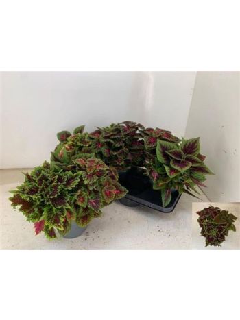 PLEC C 3 FÉLE GEM