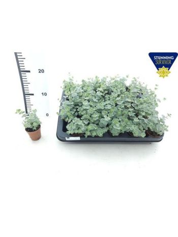 SEDUM SIEBOLDII