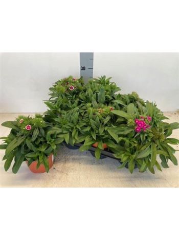 DIANTHUS B BA GEM