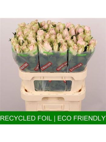 R GR PINK ATHENA 80CM