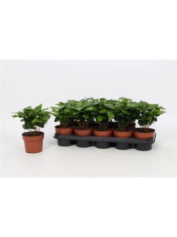 COFFEA ARABICA
