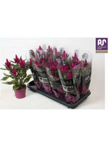 CELOS DEEP PURPLE