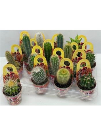 CACTUS GEM *16