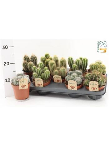 CACTUS GEM