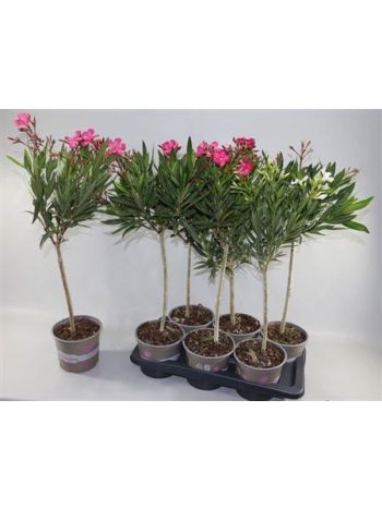 NERIUM OLEANDER TÖRZSES