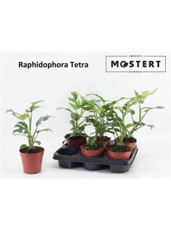 RHAPHIDO TETRASPERMA