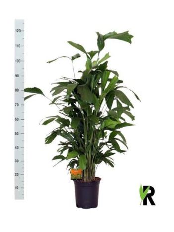 CARYOTA MITIS