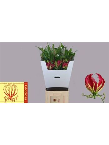 GLORIOSA ROTHSCHILD 80CM