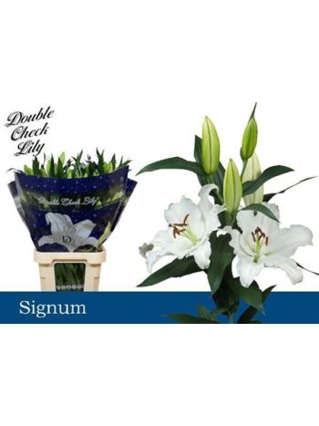 LI OR SIGNUM 100CM