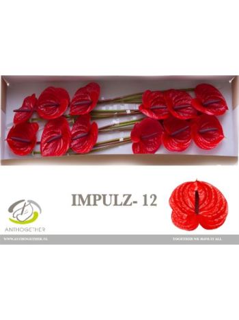 ANTH A IMPULZ *12