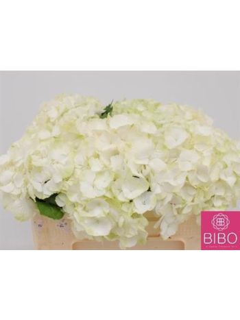 HYDR M  WHITE VERENA 50CM