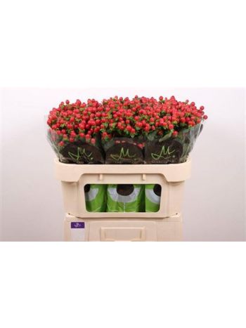 HYP TOMATO FLAIR
