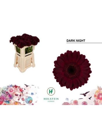 GE MI DARK NIGHT