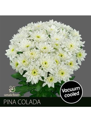 CHR T  F. PINA COLADA
