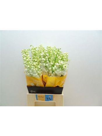 DELPH EL MAG F WHITE 50CM