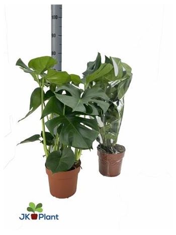 MONSTERA DELICIOSA