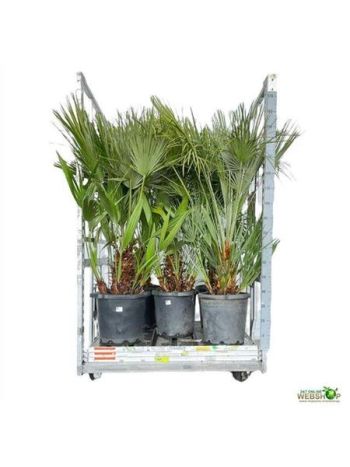 CHAMAEROPS HUMILIS