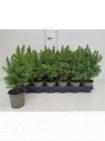 PICEA GL CONICA