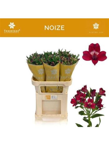 ALSTR NOIZE
