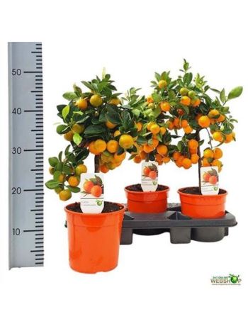 CITR M CALAMONDINE