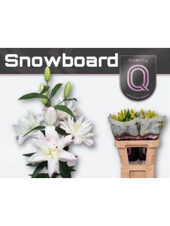 LI OR DU SNOWBOARD 85CM