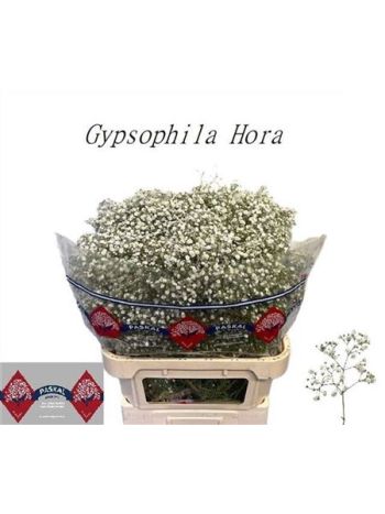GYPS PA HORA