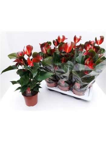 ANTHU DYNAMITE RED