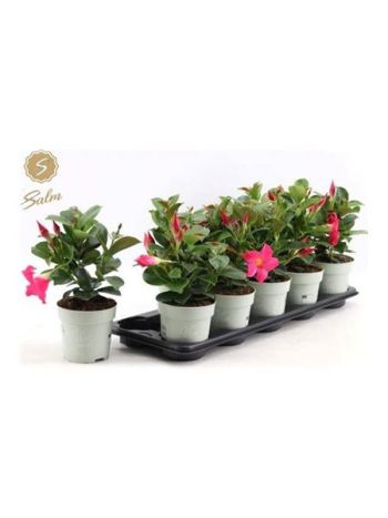MANDEVILLA PINK